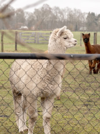 Adorable alpaca and llama in a fenced pasture with green background, matching Aluwdoors's high-quality custom steel doors and walls.